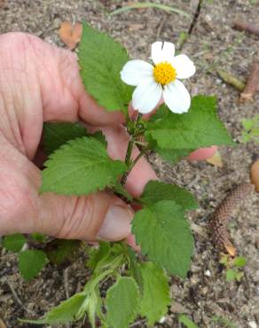 Fotografia 10 da espécie Bidens pilosa no Jardim Botânico UTAD