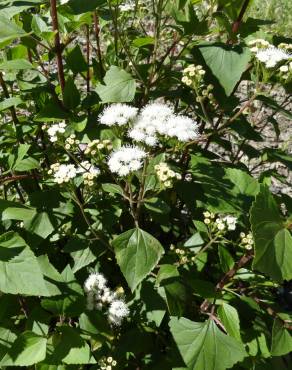 Fotografia 5 da espécie Ageratina adenophora no Jardim Botânico UTAD