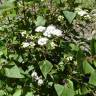 Fotografia 5 da espécie Ageratina adenophora do Jardim Botânico UTAD