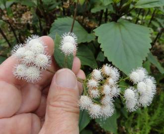 Fotografia da espécie Ageratina adenophora