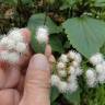 Fotografia 6 da espécie Ageratina adenophora do Jardim Botânico UTAD