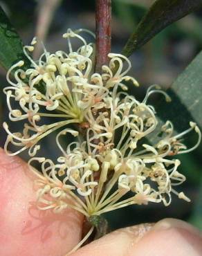 Fotografia 8 da espécie Hakea salicifolia no Jardim Botânico UTAD