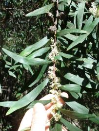 Fotografia da espécie Hakea salicifolia