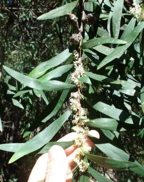 Fotografia 10 da espécie Hakea salicifolia no Jardim Botânico UTAD