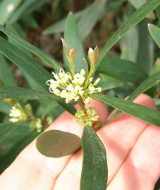 Fotografia da espécie Hakea salicifolia