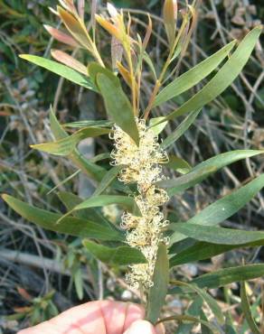 Fotografia 13 da espécie Hakea salicifolia no Jardim Botânico UTAD