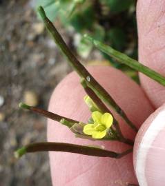 Fotografia da espécie Diplotaxis viminea