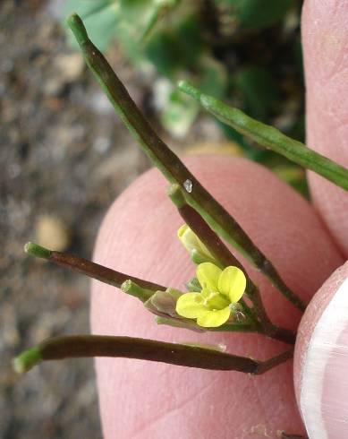 Fotografia de capa Diplotaxis viminea - do Jardim Botânico