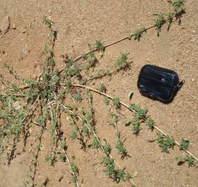 Fotografia da espécie Amaranthus blitoides