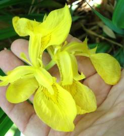 Fotografia da espécie Iris pseudacorus