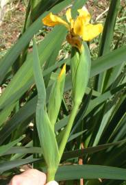 Fotografia da espécie Iris pseudacorus