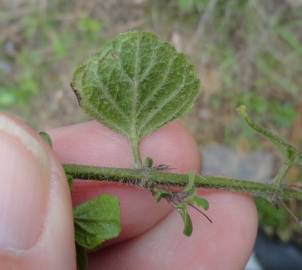 Fotografia da espécie Clinopodium nepeta