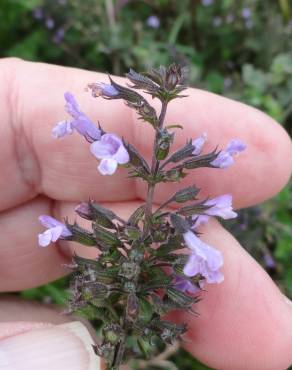 Fotografia 5 da espécie Clinopodium nepeta no Jardim Botânico UTAD