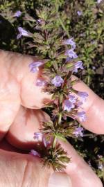 Fotografia da espécie Clinopodium nepeta