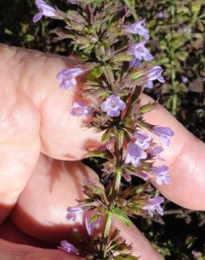 Fotografia 6 da espécie Clinopodium nepeta no Jardim Botânico UTAD