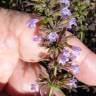 Fotografia 6 da espécie Clinopodium nepeta do Jardim Botânico UTAD