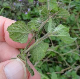 Fotografia da espécie Clinopodium nepeta