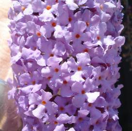 Fotografia da espécie Buddleja davidii