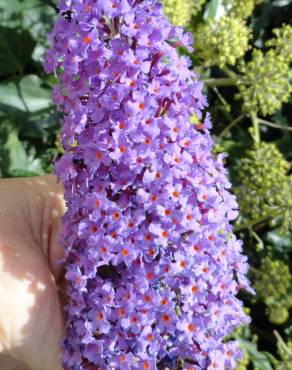 Fotografia 8 da espécie Buddleja davidii no Jardim Botânico UTAD