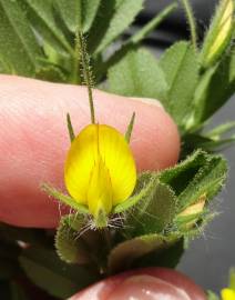 Fotografia da espécie Ononis viscosa subesp. breviflora