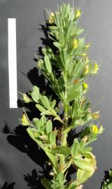 Fotografia da espécie Ononis viscosa subesp. breviflora