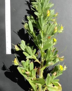 Fotografia 4 da espécie Ononis viscosa subesp. breviflora no Jardim Botânico UTAD
