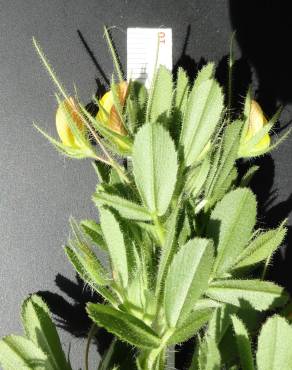 Fotografia 6 da espécie Ononis viscosa subesp. breviflora no Jardim Botânico UTAD