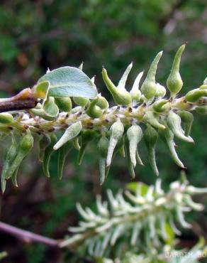 Fotografia 3 da espécie Salix atrocinerea no Jardim Botânico UTAD