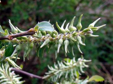 Fotografia da espécie Salix atrocinerea