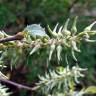 Fotografia 3 da espécie Salix atrocinerea do Jardim Botânico UTAD