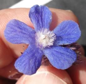 Fotografia da espécie Anchusa azurea