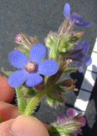 Fotografia da espécie Anchusa azurea