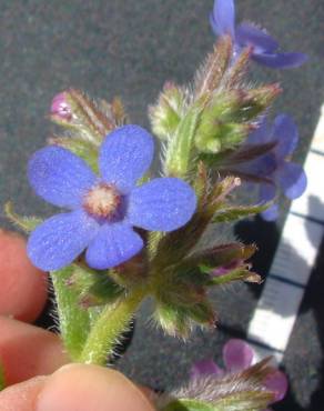 Fotografia 6 da espécie Anchusa azurea no Jardim Botânico UTAD