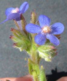 Fotografia da espécie Anchusa azurea