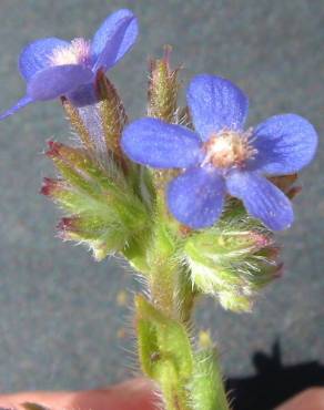 Fotografia 7 da espécie Anchusa azurea no Jardim Botânico UTAD