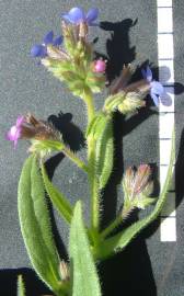 Fotografia da espécie Anchusa azurea