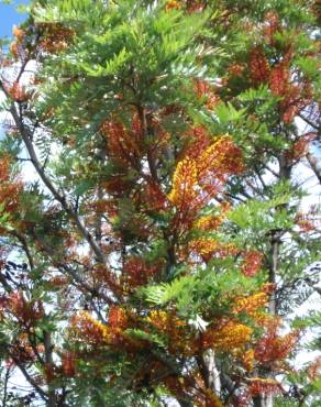 Fotografia 12 da espécie Grevillea robusta no Jardim Botânico UTAD