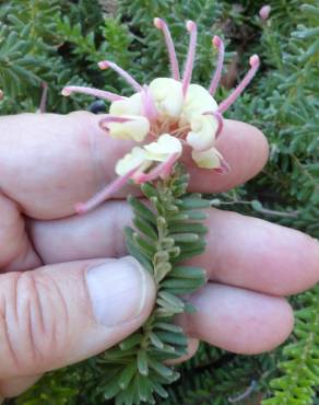 Fotografia 5 da espécie Grevillea lanigera no Jardim Botânico UTAD