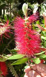 Fotografia da espécie Callistemon citrinus