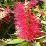 Fotografia 7 da espécie Callistemon citrinus do Jardim Botânico UTAD