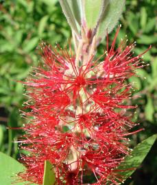 Fotografia da espécie Callistemon citrinus