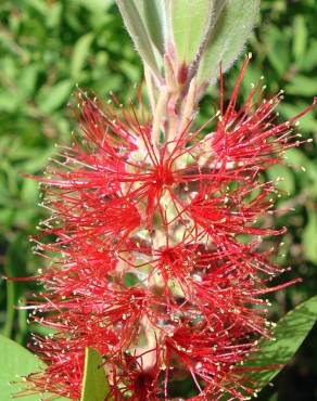 Fotografia 8 da espécie Callistemon citrinus no Jardim Botânico UTAD