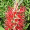 Fotografia 8 da espécie Callistemon citrinus do Jardim Botânico UTAD