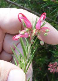 Fotografia da espécie Grevillea juniperina