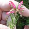 Fotografia 8 da espécie Grevillea juniperina do Jardim Botânico UTAD