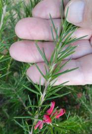 Fotografia da espécie Grevillea juniperina