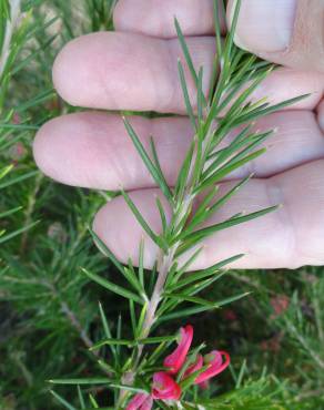 Fotografia 9 da espécie Grevillea juniperina no Jardim Botânico UTAD