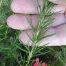 Fotografia 9 da espécie Grevillea juniperina do Jardim Botânico UTAD