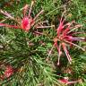 Fotografia 10 da espécie Grevillea juniperina do Jardim Botânico UTAD