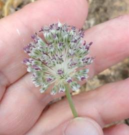 Fotografia da espécie Allium guttatum subesp. sardoum